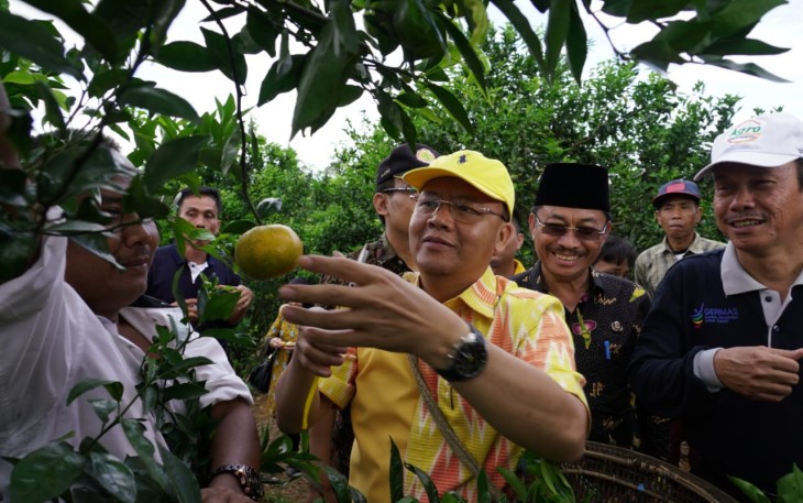 Gubernur Bengkulu Panen Jeruk Gerga.