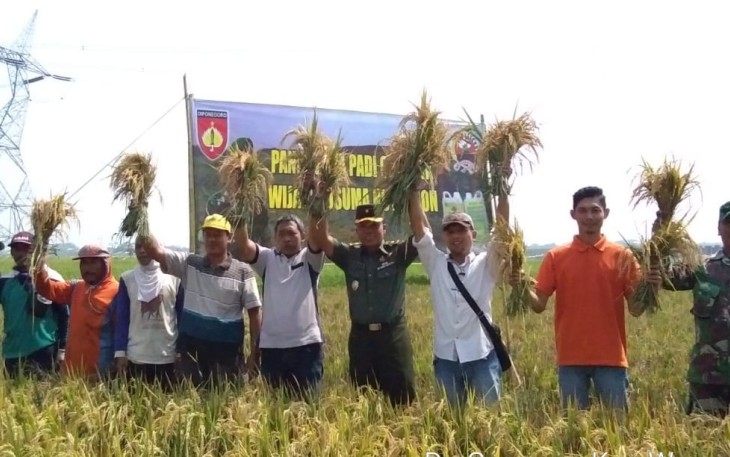 Suasana panen bersama Kodim Batang di lahan Demplot