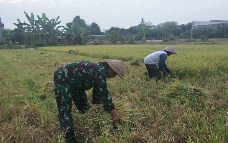 Sertu Sugiyarto Turun kesawah bantu petani