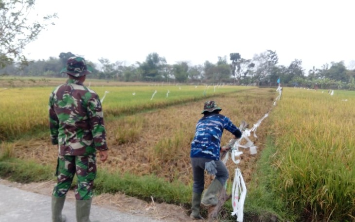 Tak Ingin Gagal Panen Satgas TMMD Usir Burung Disawah 
