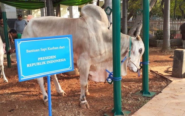 Hewan Qurban dari Presiden RI di Jakarta Islamic Center