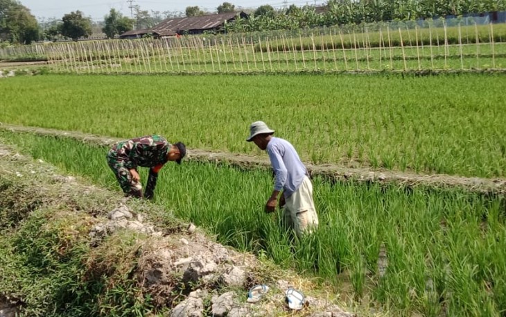 Serma Lalu Gde Agus Turut Membantu Melakukan Penyiangan Tanaman Padi Lahan Sawah