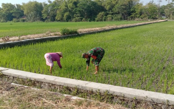 Serma Saroni Bantu Wagino Salah Satu Petani Yang Merupakan Anggota Kelompok Tani Tirto Kuncoro
