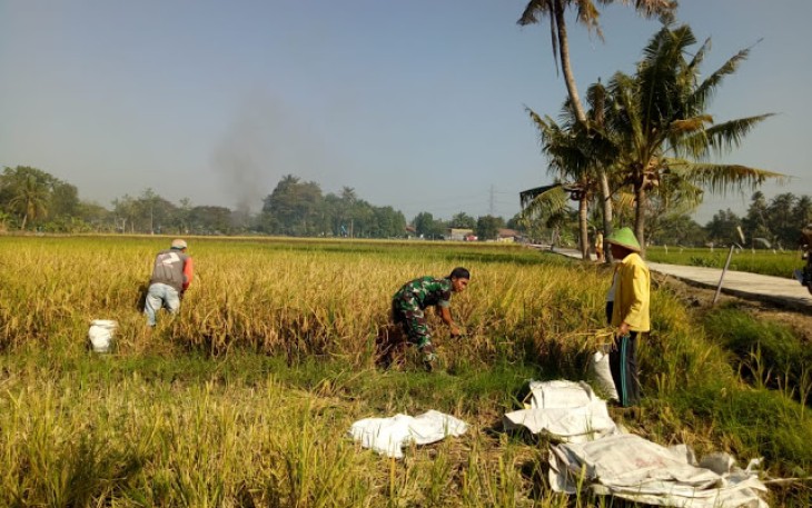 Satgas TMMD Reg 105 Bantu Panen Padi Petani