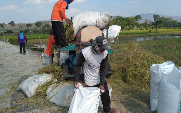 Warga Desa Jimbung Sedang Memanen Padi 