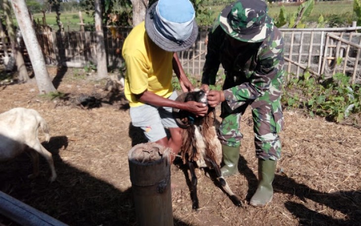 Hewan Korban Di Cek Langsung Oleh Satgas TMMD Reg 105 Kodim Klaten