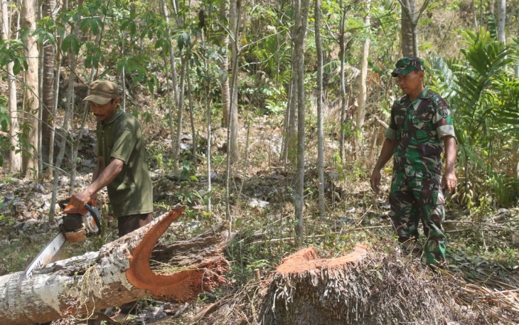 Saat penebangan Pohon Kelapa