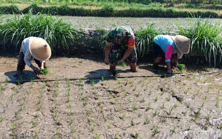 Serda Khusunudin Mendampingi Petani Melaksanakan Tanam Padi