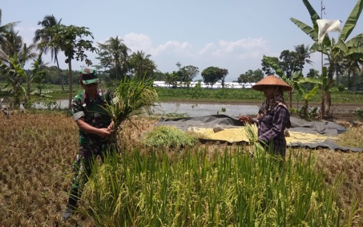 Dukung Ketahanan Pangan Babinsa Ikut Panen Padi 