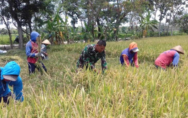 Serda Suparman Bantu Petani Dalam Pendampingan Panen Padi