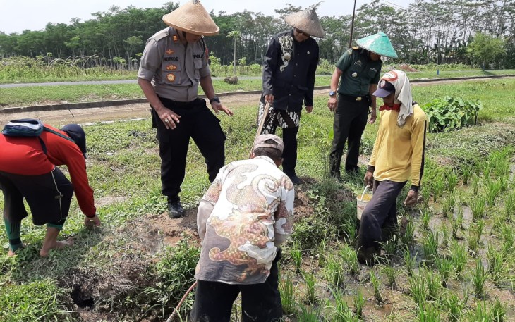 Muspika Bersama Petani Gropyok tikus di Persawahan Desa Gringsing