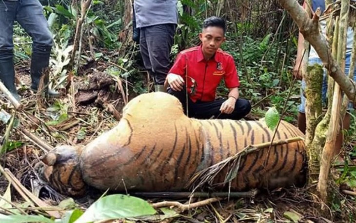 Harimau Sumatera mati saat ditemukan di Seluma