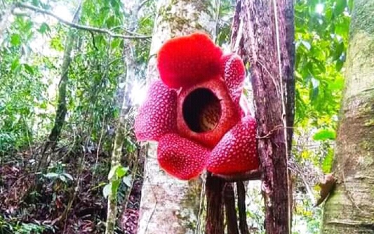 Bunga Rafflesia Arnoldii Mekar Sempurna di ketinggian 10 meter