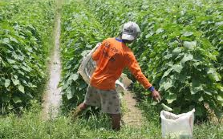 Petani Sayur di Batu Bara Mengeluh