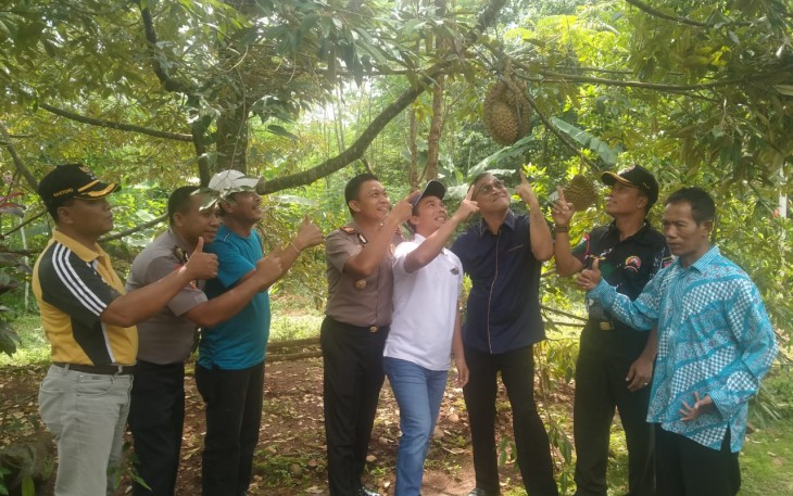 Durian Bawor Jadi Buah Unggulan di Desa Sumber
