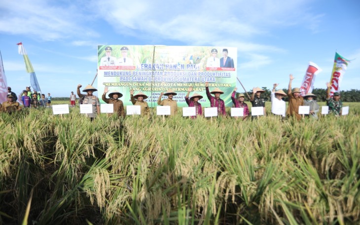 Gubernur Sumut Ikuti Gerakan Panen Padi