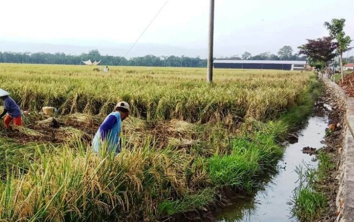 Hasil Panen Bagus Jalanpun Bagus