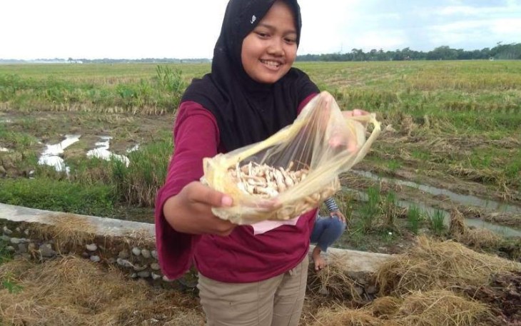 Banyak Jamur Merang di Lokasi TMMD Reguler Pekalongan 