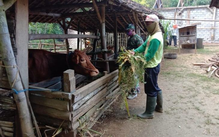 Pemberian Makan yang Benar Jaga Kesehatan Ternak