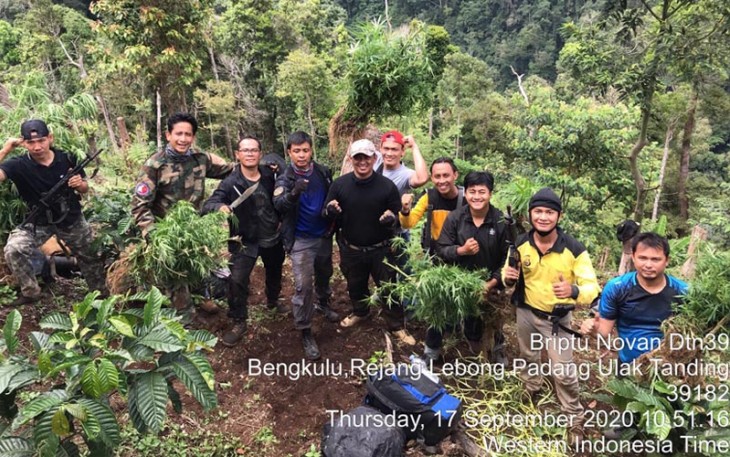 Ladang Ganja di Rejang Lebong