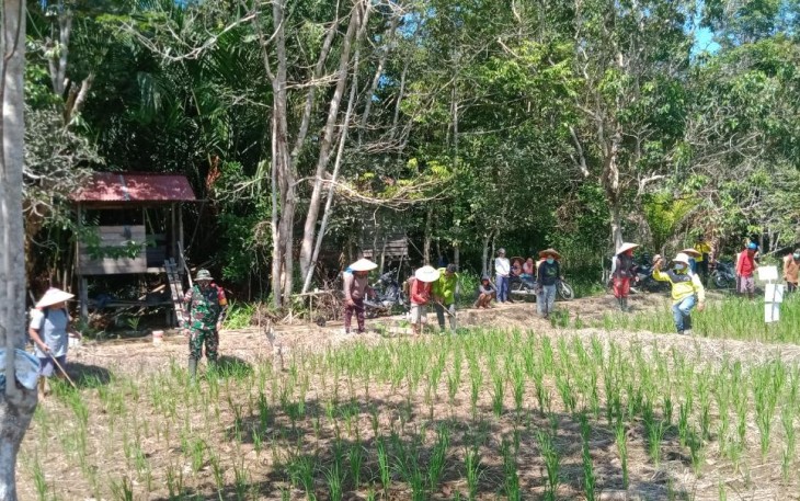 Babinsa Koramil 1206-06/Putussibau Utara Dampingi Warga Binaannya Tanam Padi