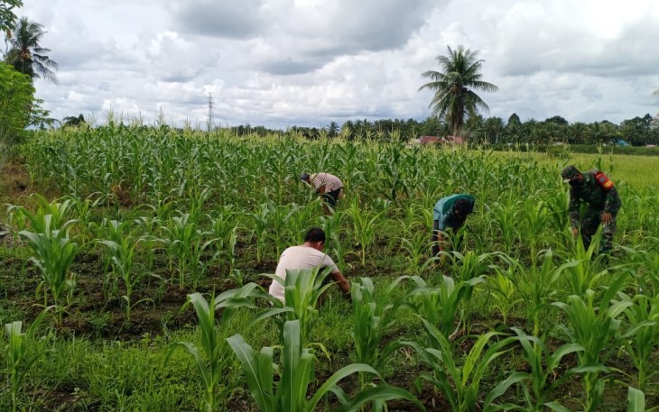 Tingkatkan ketahanan Pangan Anggota Koramil Jungkat dan warga Tanam Jagung