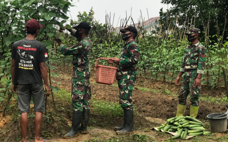 Anggota Pos Muakan membantu memanen timun milik petani Bapak Samsul (47), dan Sabli (35) yang berada di Dusun Muakan Tinggi, Desa Muakan Petinggi, Kec. Ketungau Hulu, Kab. Sintang, Kalimantan Barat. Kamis (06/5/2021).