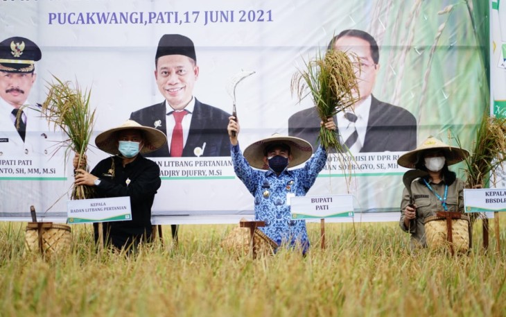  Panen Demfarm Padi Sawah Tadah Hujan Ramah Lingkungan 