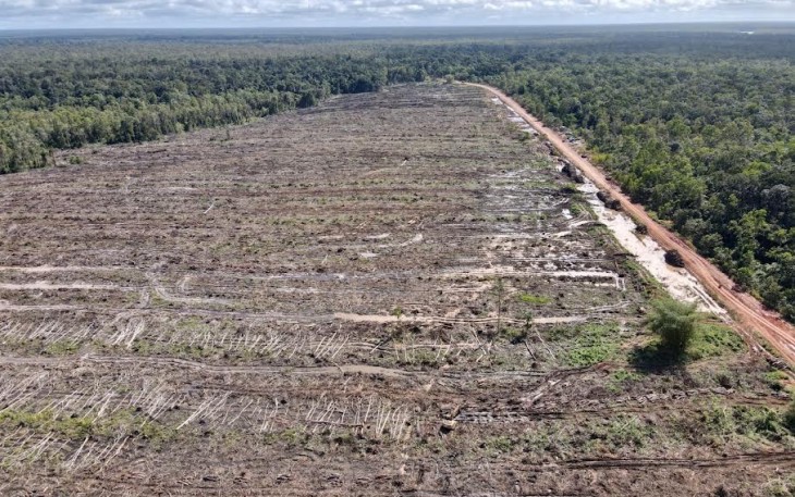 Komersialisasi Hasil Hutan Mengancam Keberlangsungan Hidup Suku Malind