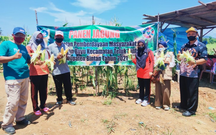 Pemdes Bintan Bunyu Panen Raya Jagung Manis