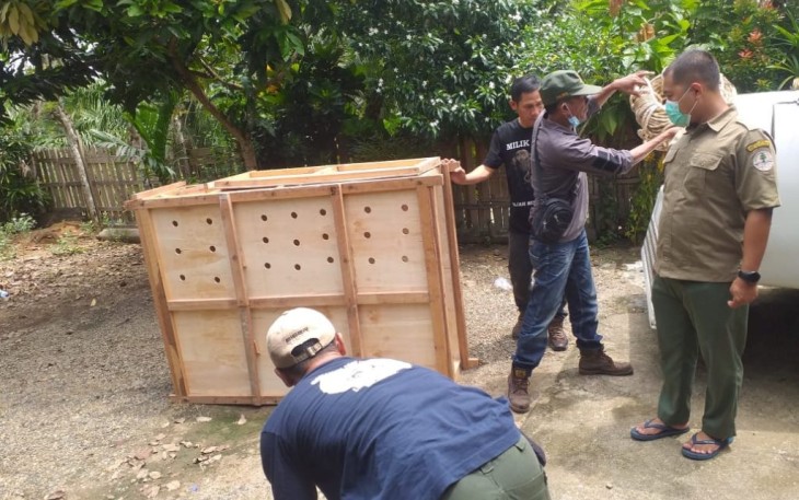 Polres Seluma Lepas Liarkan Satu Ekor Rusa