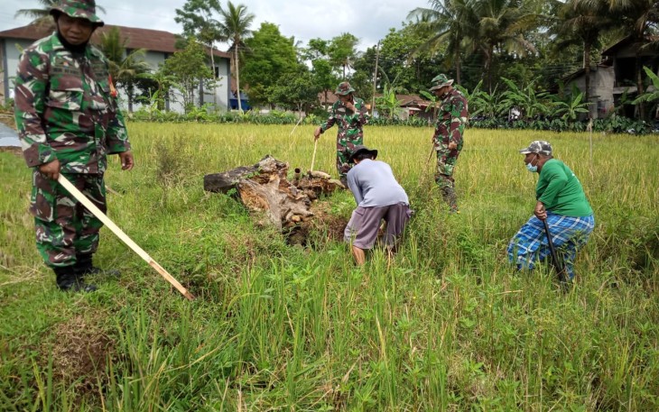 Gerebek tikus metode mengurangi hama petani