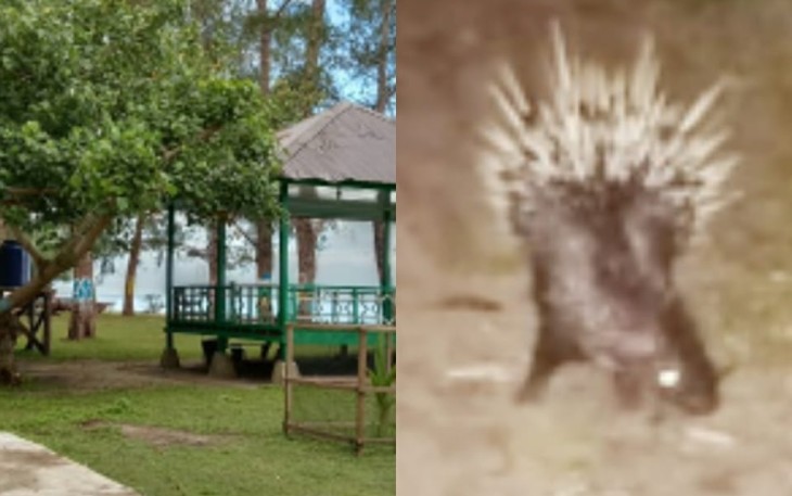 Salah seekor landak yang memasuki permukiman penduduk dan lokasi objek wisata Pantai Teluk Bayu Kayu Menang.