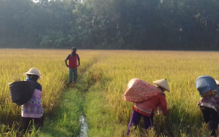  Kades Tumpukan, Karangdowo Panen Padi Dibagikan ke Warga