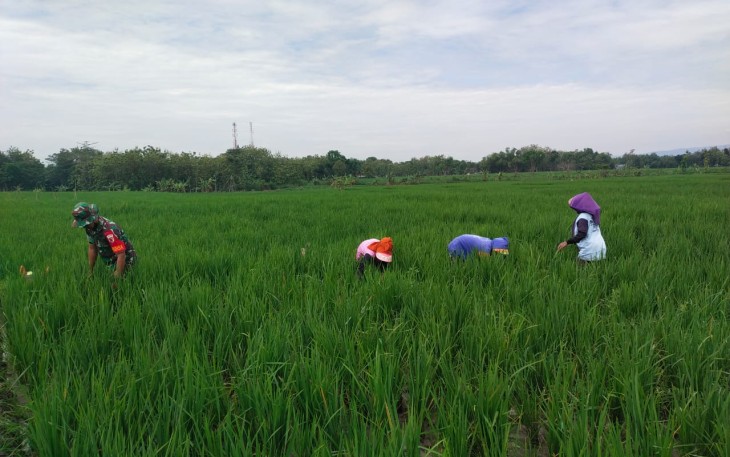 Babinsa Koramil Kedunggalar saat Dampingi Petani Penyiangan Rumput Pada Tanaman Padi
