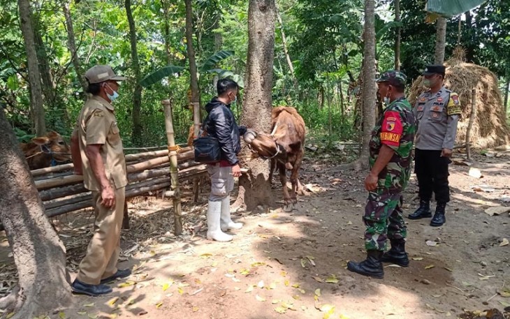 Pendampingan terhadap vaksinasi yang dilakukan oleh Dinas Ketahanan Pangan dan Peternakan (DKPP) dan Denkesyah terhadap hewan ternak. 