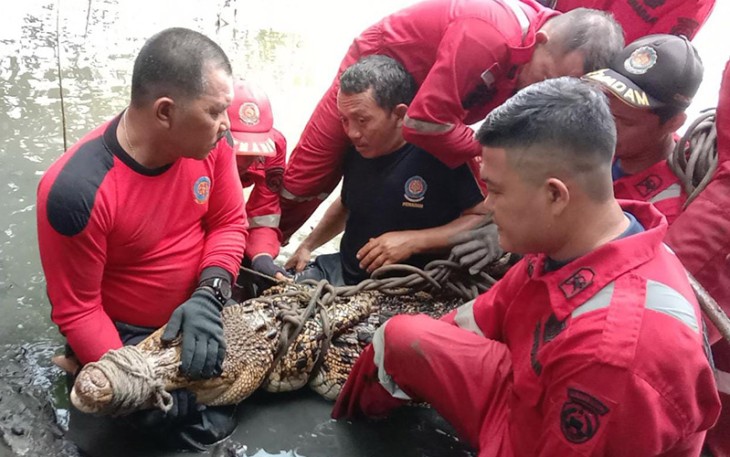 Team Rescue saat evakuasi buaya sepanjang 2 Meter