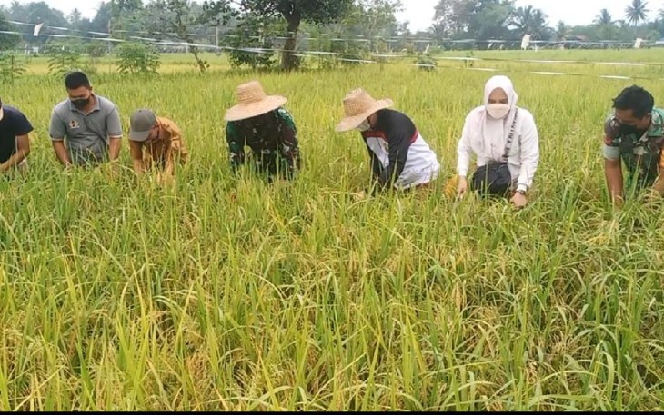 Panen Perdana Kelompok Tani Bina Usaha