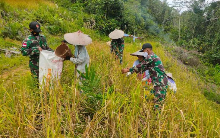Satgas Perbatasan Bantu Warga Panen Padi