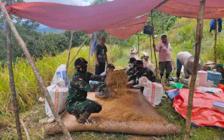 Satgas Perbatasan Bantu Pengumpulan Padi di Ladang Warga 
