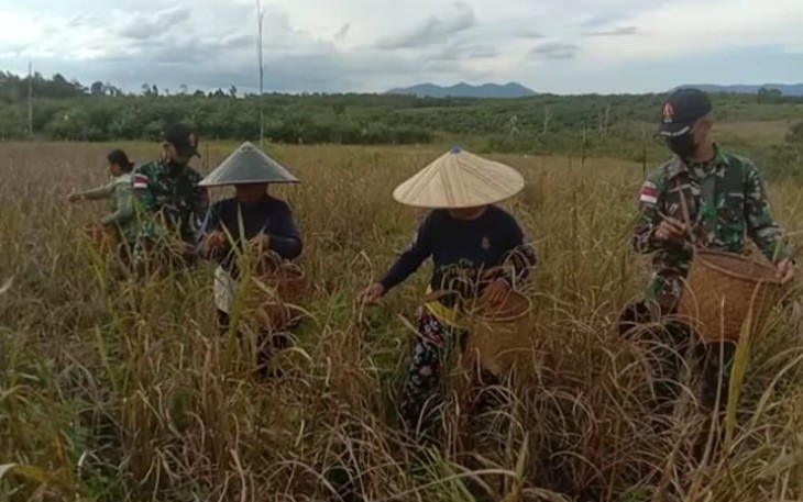 Jaga Ketahanan Pangan, Satgas Perbatasan Panen Padi Darat Bersama Warga