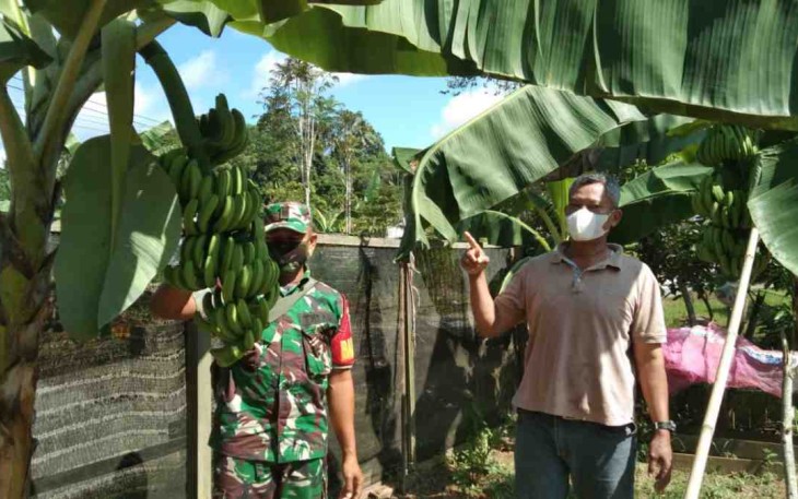 Pendampingan Budidaya Pisang Cavendish di Desa Maluhu