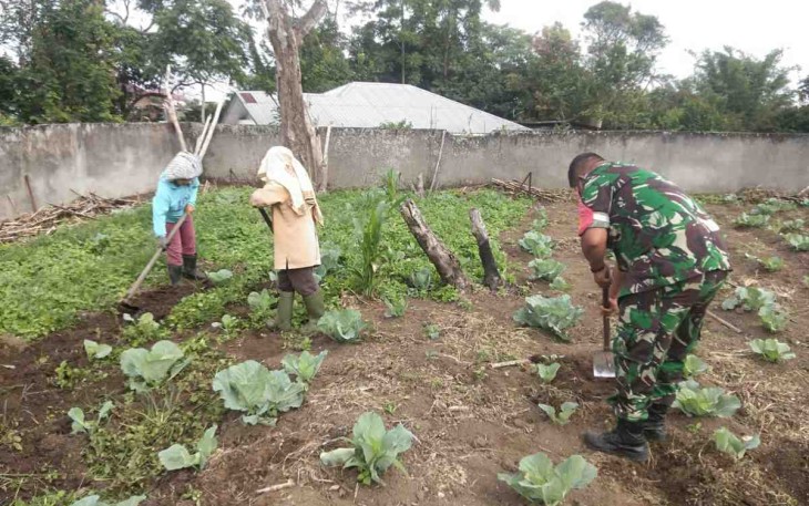 Babinsa Sidikalang Bantu dan Dampingi Petani Kol 