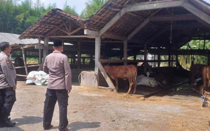 Satgas pangan memantau kandang hewan terpapar PMK. Senin (09/05/2022)