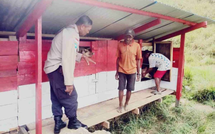Pengecekan dan penyuluhan peternak babi milik Pena Tua di distrik Oksibil. Rabu (11/05/2022)
