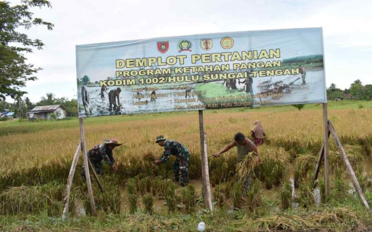 Panen perdana ketahanan pangan Kodim 1002/Hst