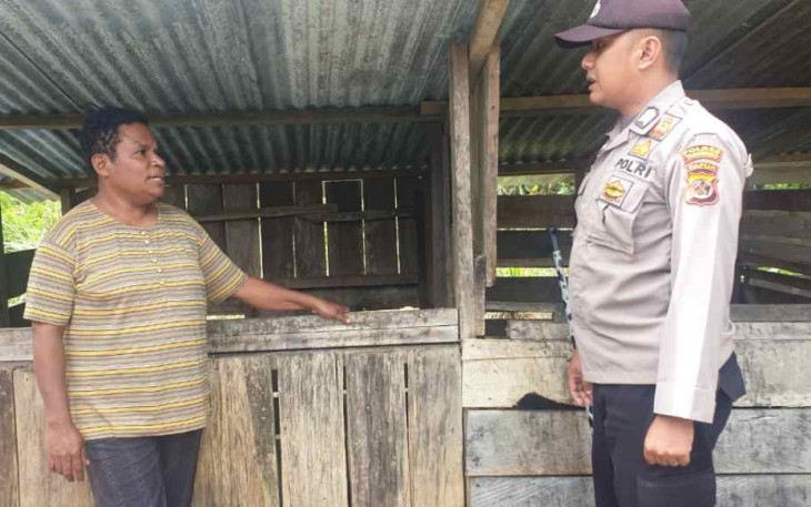 Berikan penyuluhan spot ternak babi bapak Yanius