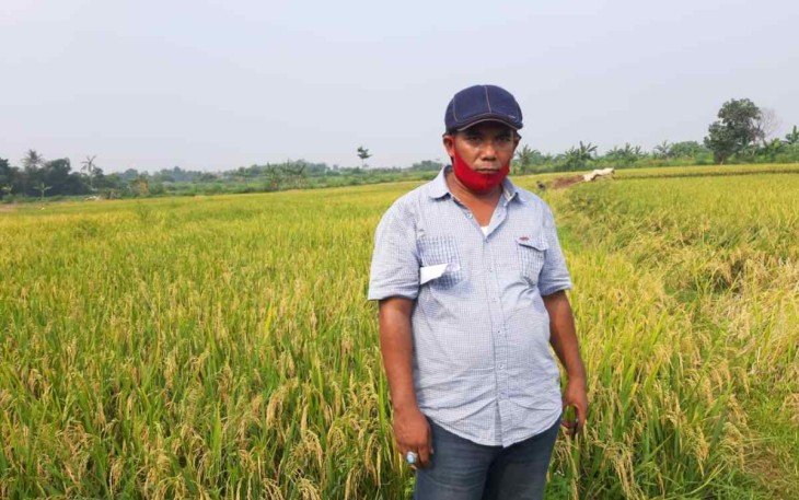 Ilustrasi petani dengan lahan persawahan padi organik di provinsi Sulut