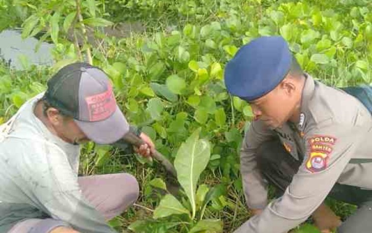 Penanaman pohon Ketapang di Pesisir Pantai Ketapang