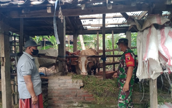 Sertu Sahroni pantau kesehatan hewan ternak warga binaan